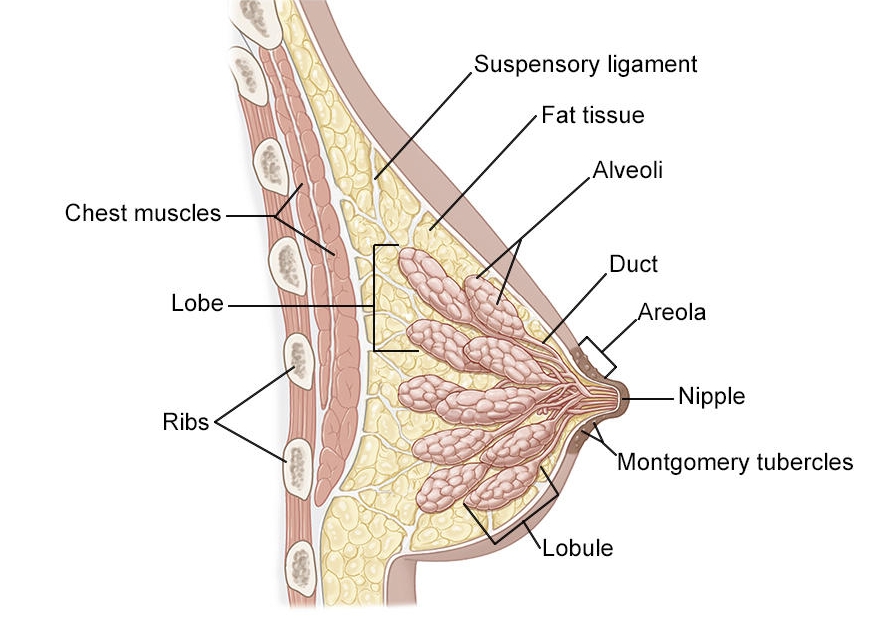 Anatomy of the Lactating Human Breast Structure of the Breast